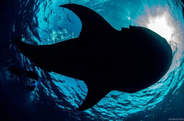 Nada con el tiburón ballena.jpg